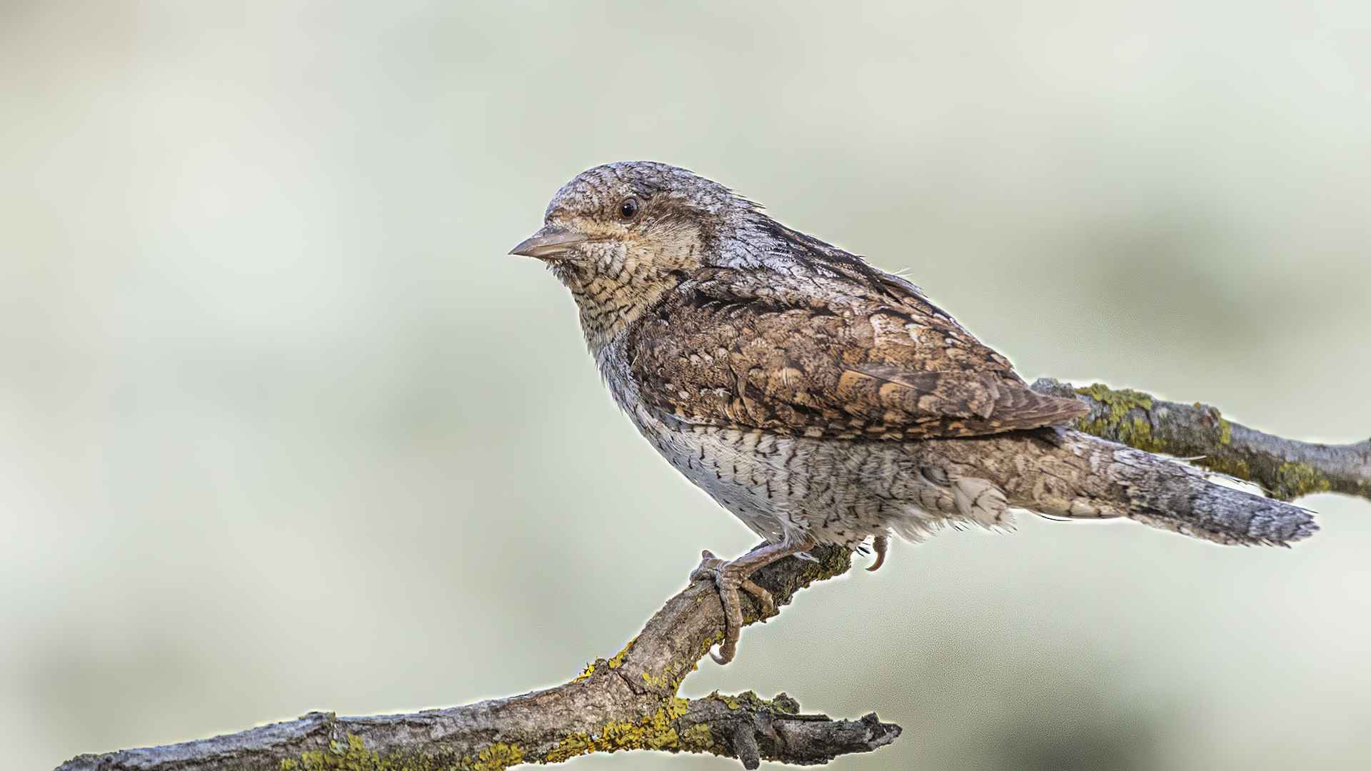 Eurasian Wryneck